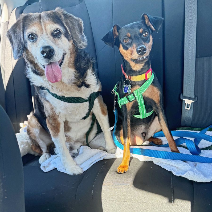Two dogs sitting together in the back seat, ready for an outing