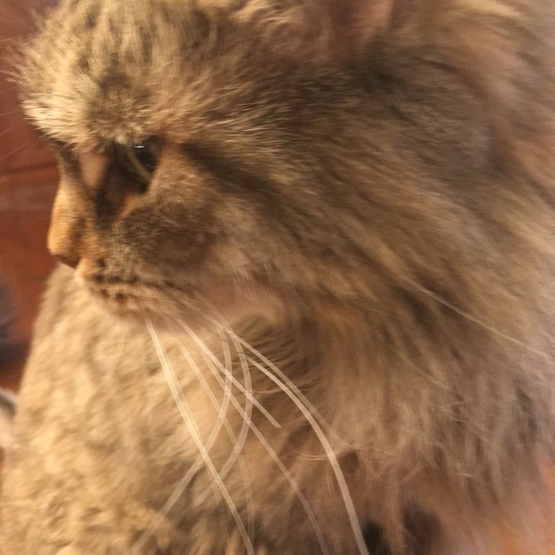 A long haired cat