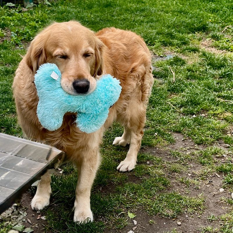 A golden retriever carrying a blue toy on the lawn