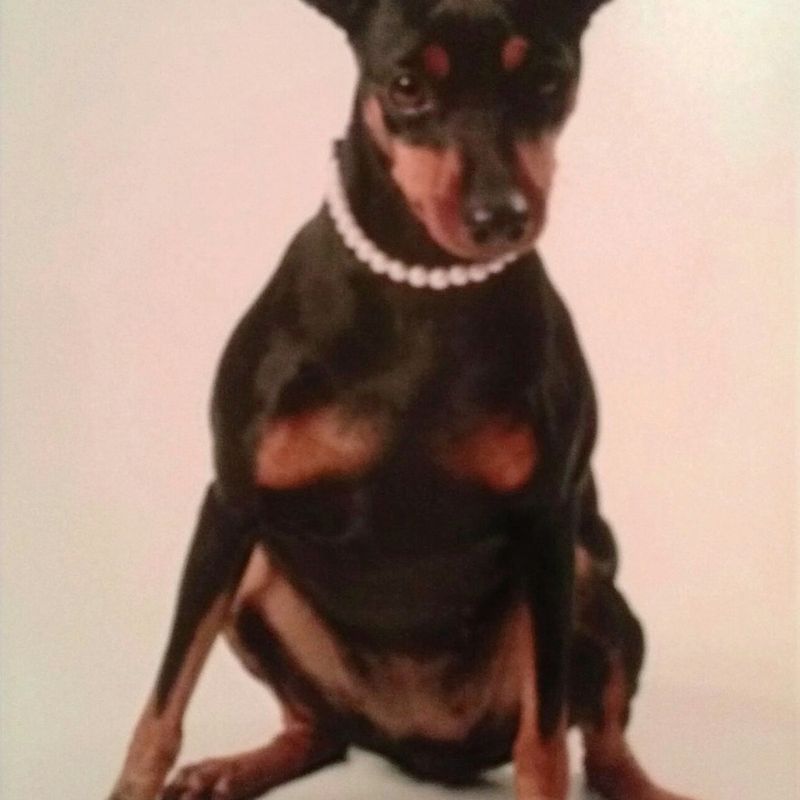 A miniature pinscher wearing pearls