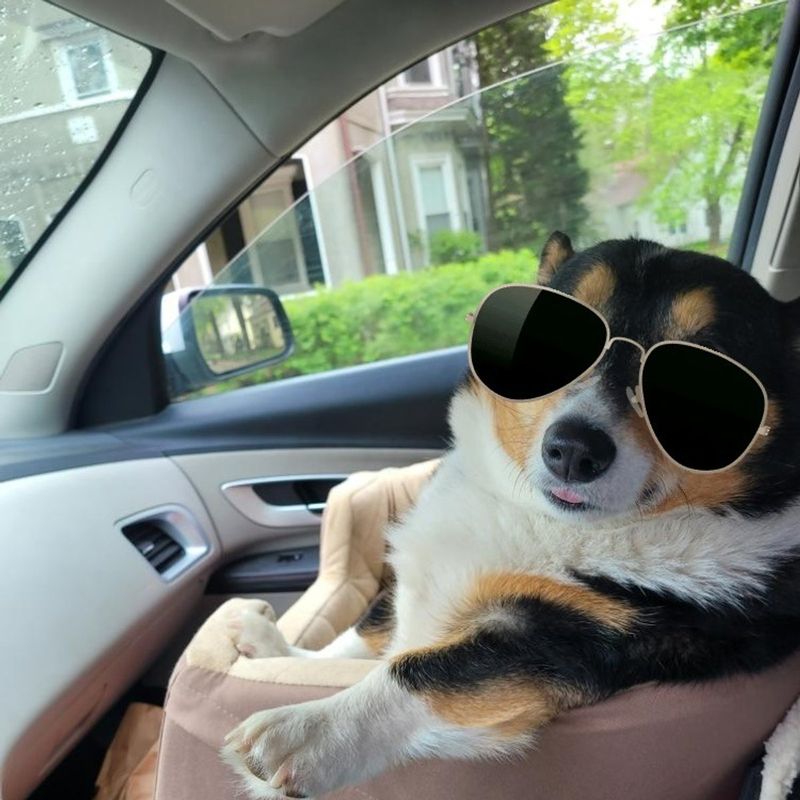 A small dog in sunglasses on a car seat