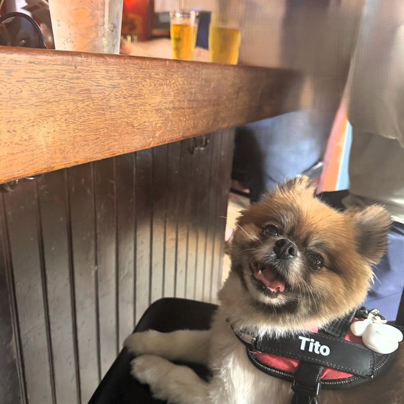 A smiling small dog in a harness